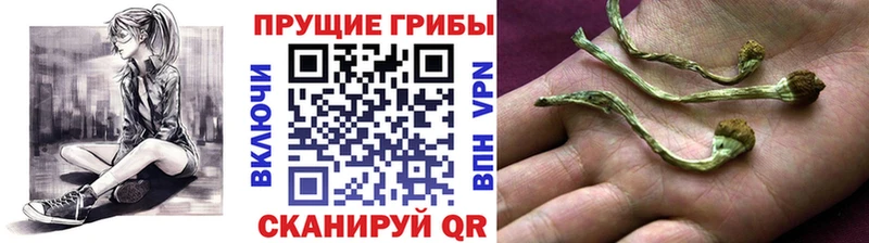 Псилоцибиновые грибы мицелий Подпорожье